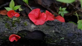 red wood ear mushrooms growing on a branch