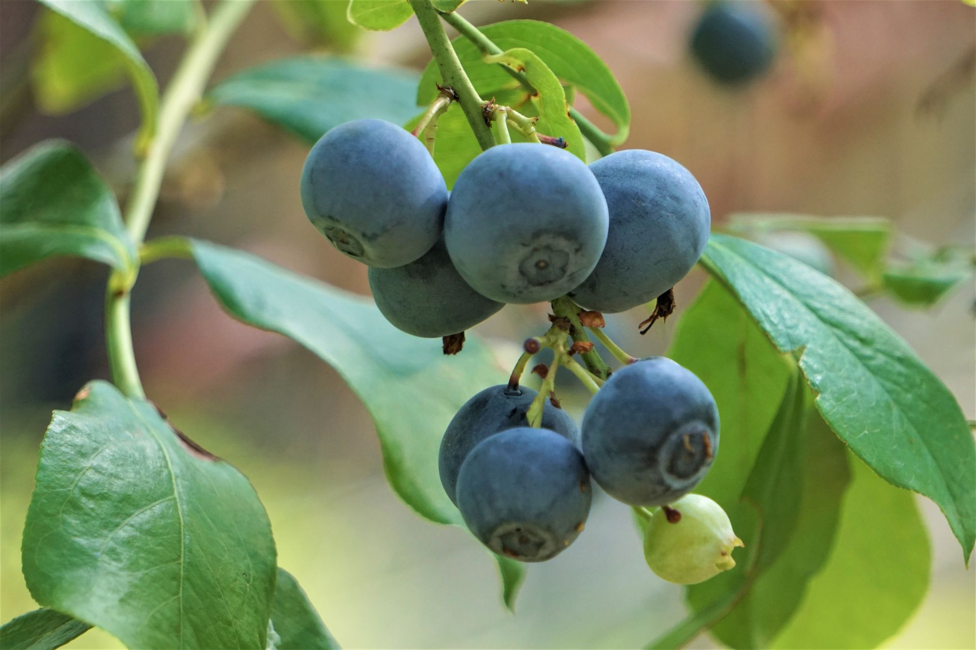 Bunch of ripe and raw blueberries on the branch of the tree in Georgia, U.S.