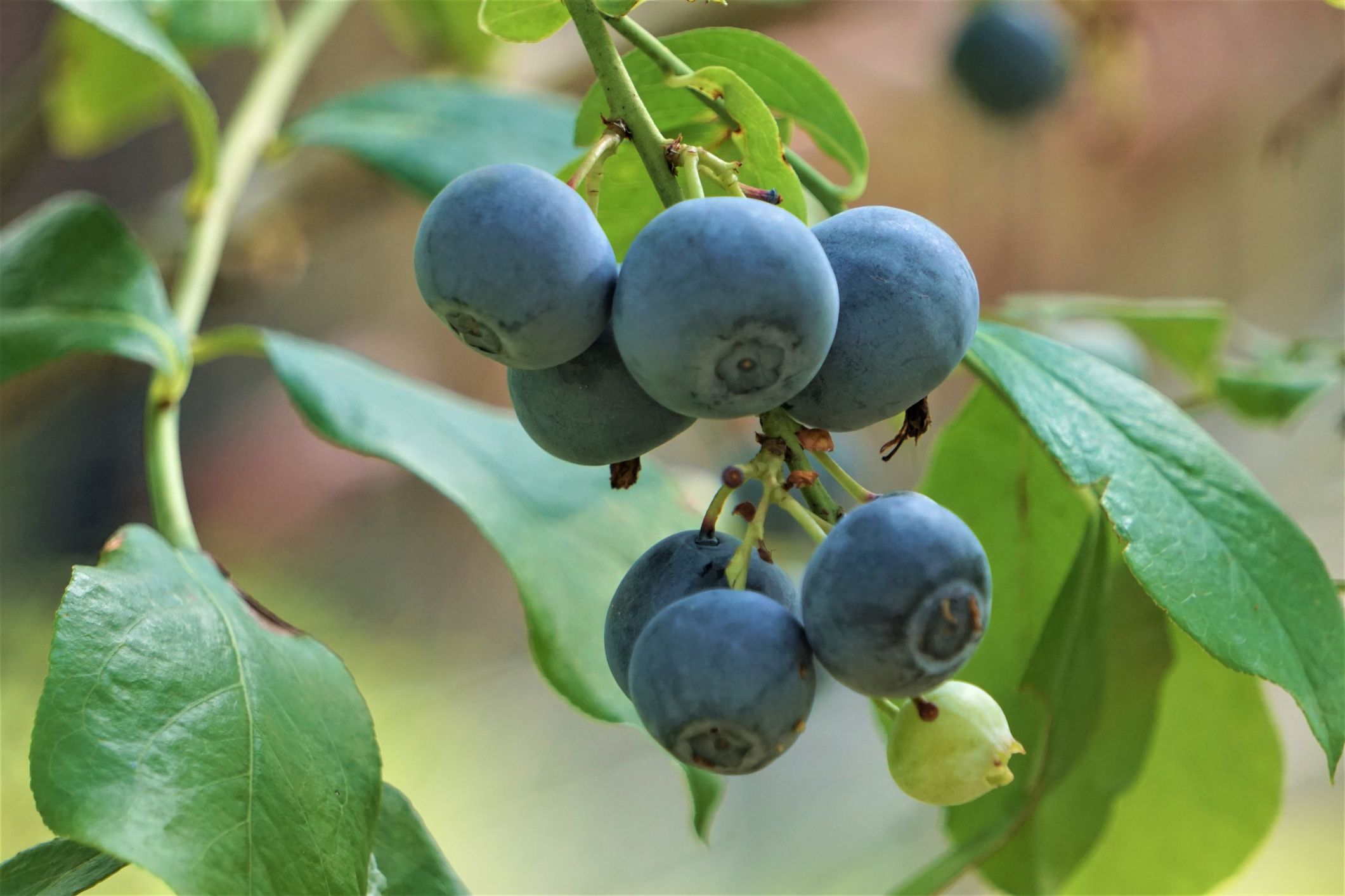 Bunch of ripe and raw blueberries on the branch of the tree in Georgia, U.S.