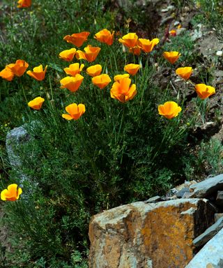orange flowers of Californian poppies