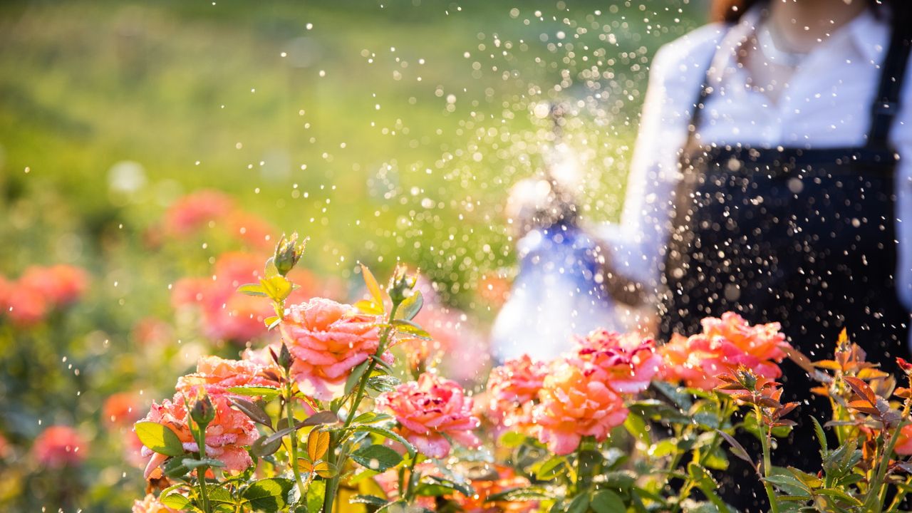 Watering roses that are in bloom 