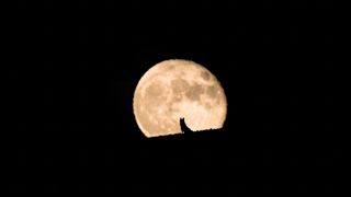 Silhouette of a wolf watching the full moon rise
