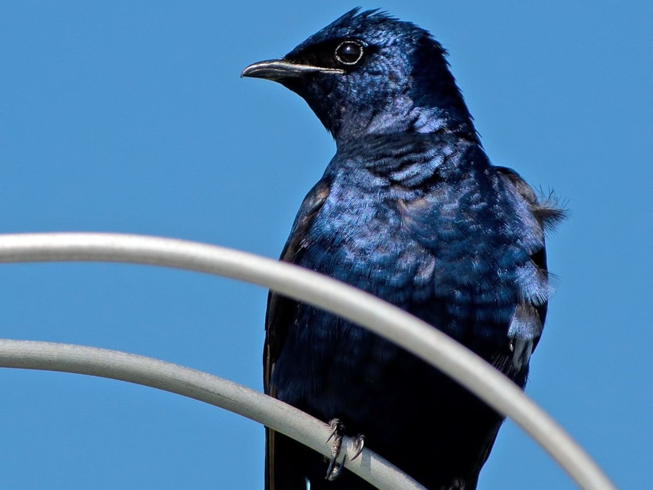 A Purple Martin Bird