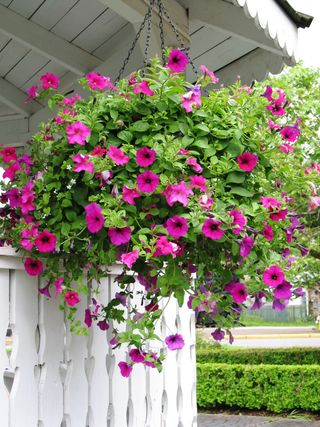 Hanging basket filled with petunias on porch