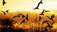 A flock of birds flies across a vibrant orange and yellow sky at sunset. Silhouetted against the light, they soar above tree outlines