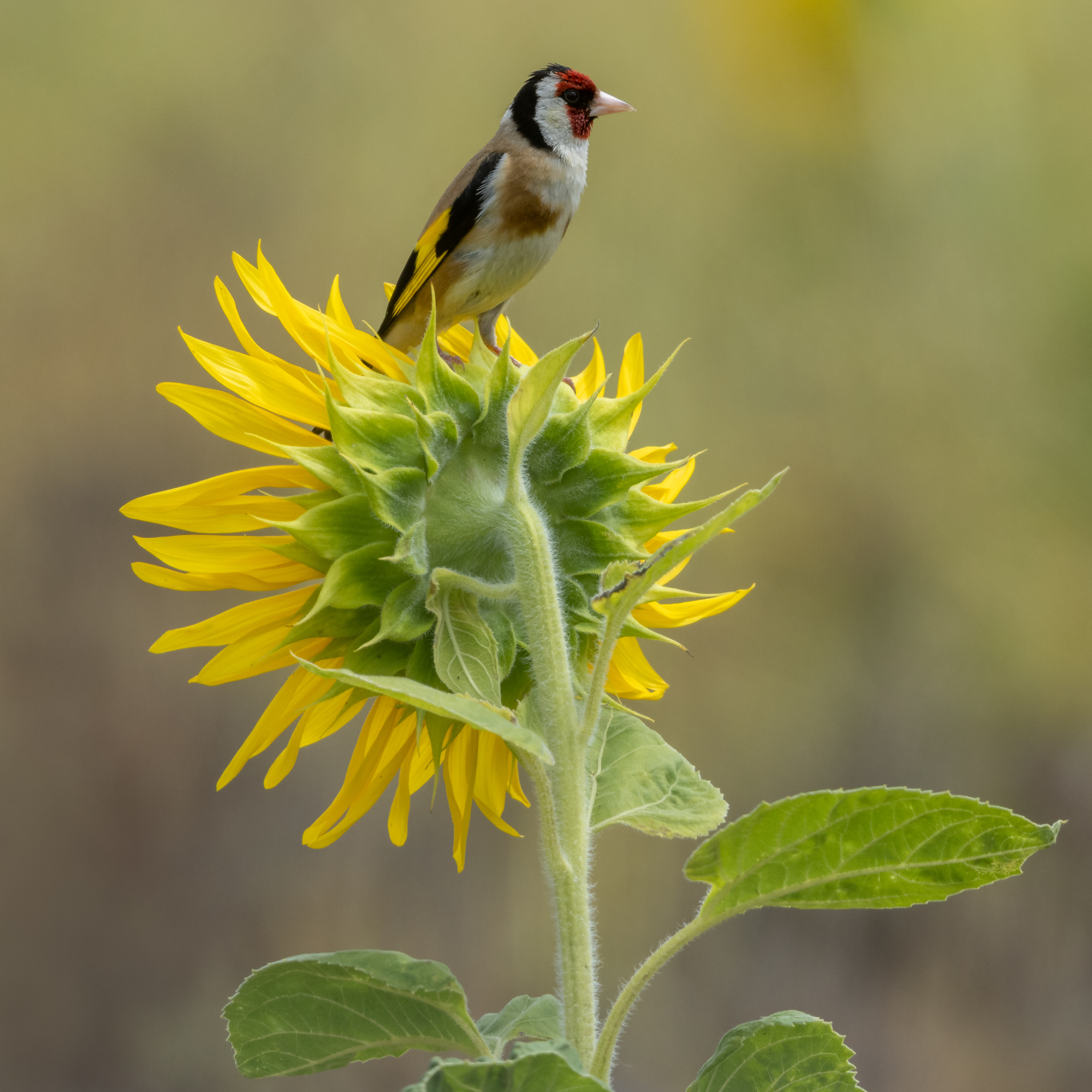 goldfinch on a sunflower by Andyworks - GettyImages-1409864620