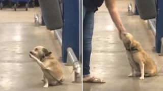 Friendly dog waves goodbye to supermarket shoppers