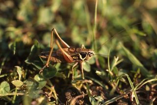 roesel's bush cricket