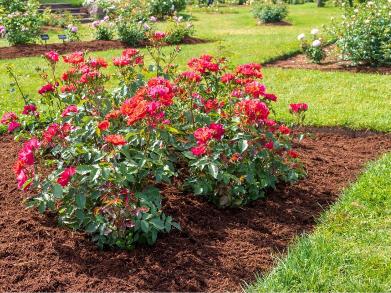 Mulch Around Rose Bushes