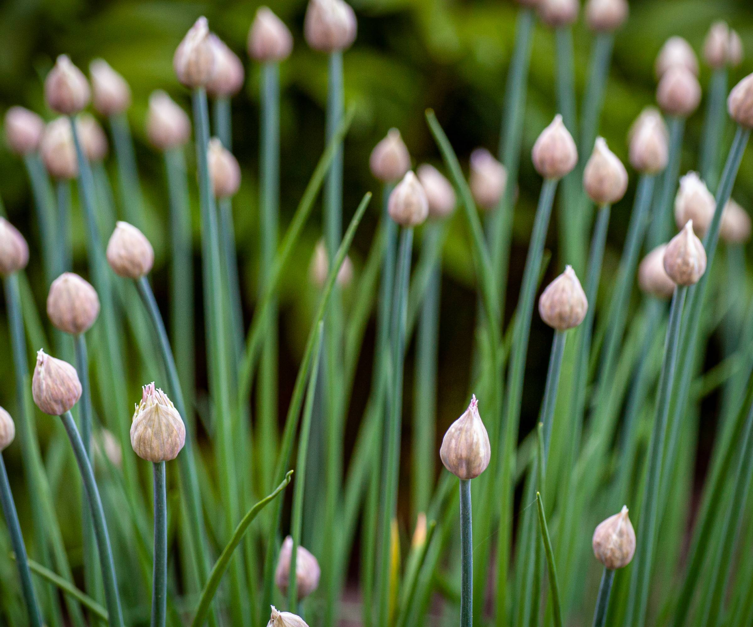 Chives with unopened flower buds