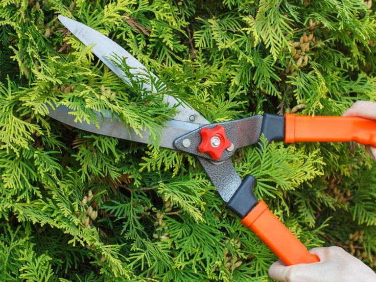 When To Prune Evergreens - Tips For Pruning Evergreens | Gardening Know How