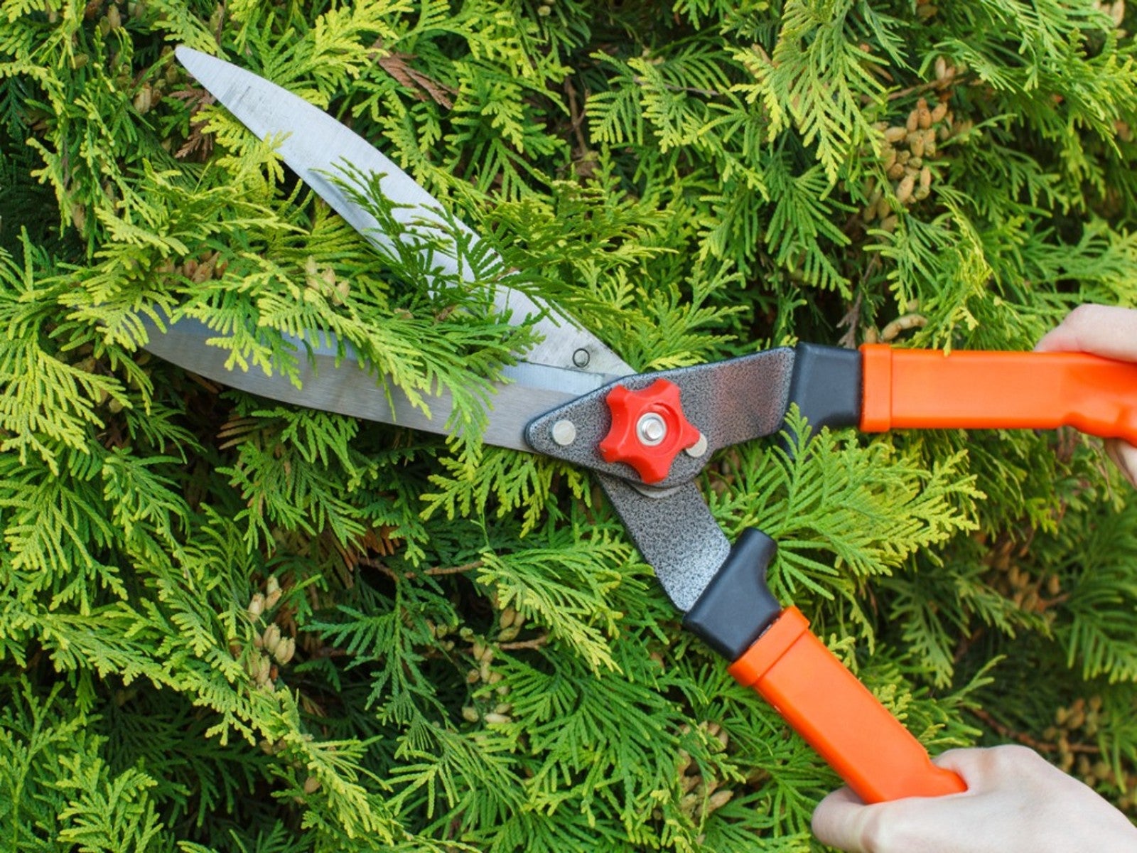 Pruning evergreens: Beware the dead zone