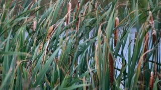 A eurasian bittern hides amongst the tall reeds.