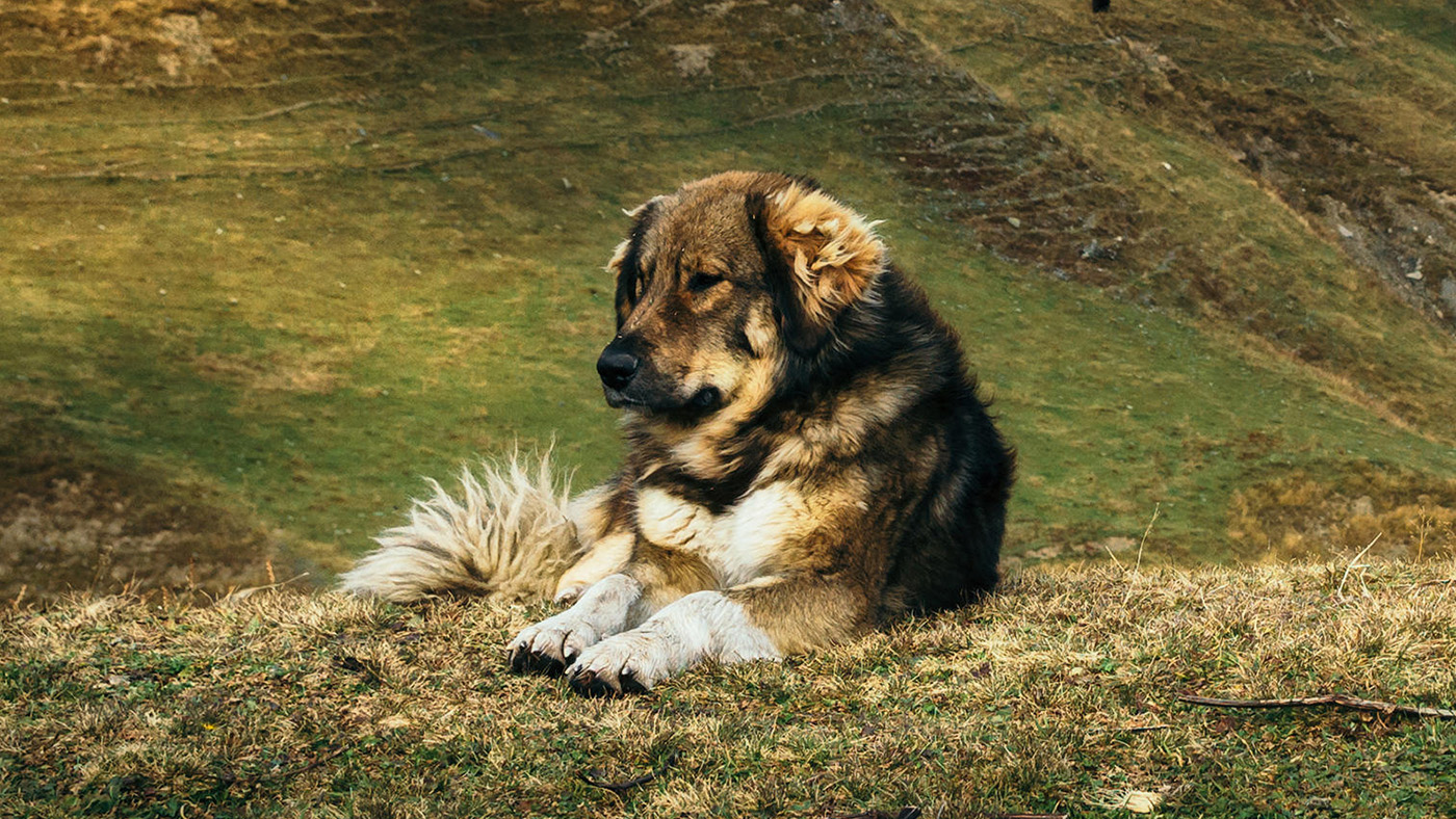 Caucasian Shepherd dog laying on hillside