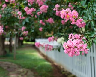 pink flowering crepe myrtle growing over a white picket fence