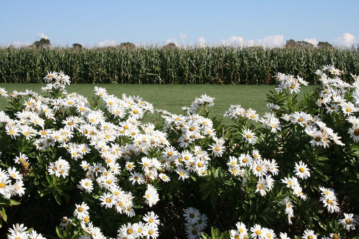 Montauk Daisy Plants: Tips For Growing Montauk Daisies | Gardening Know How