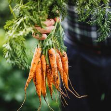A hand holding a bunch of carrots