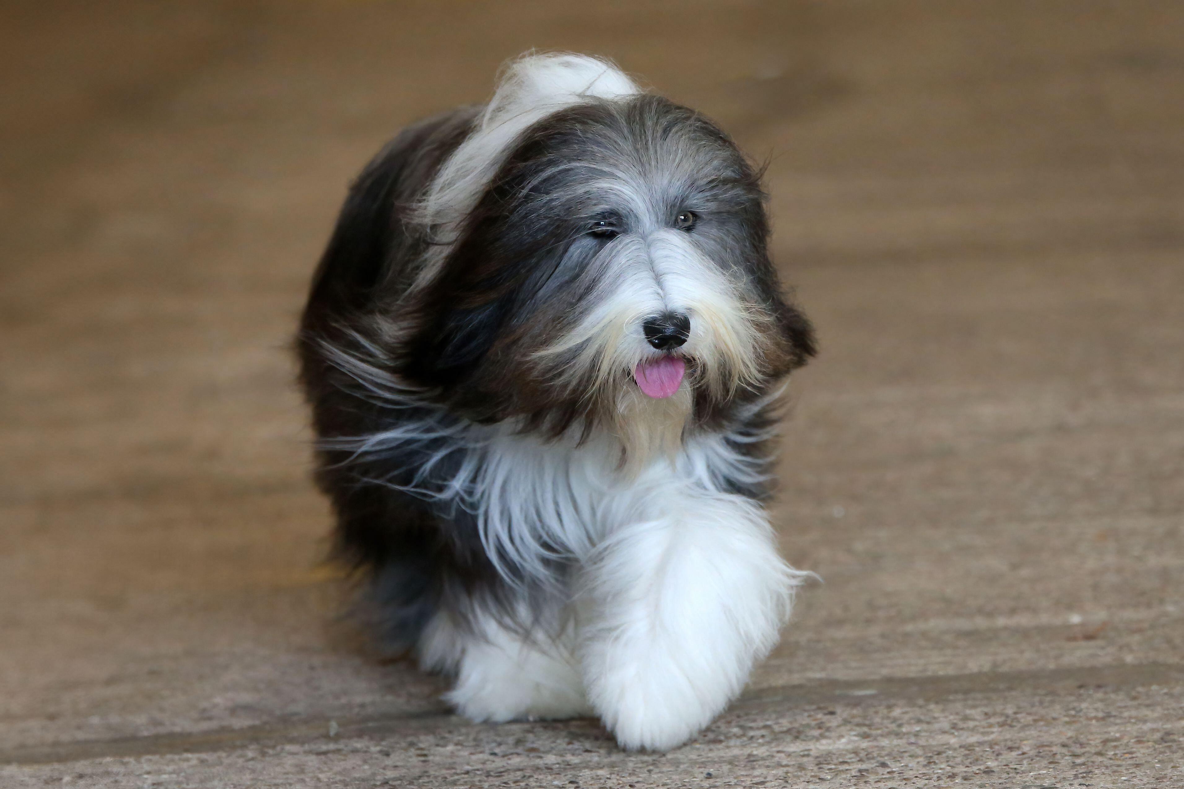 A black-and-white bearded collie walking towards the camera, its long coat flowing and tongue poking out.
