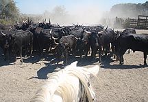 Carmargue-cowgirl.JPG