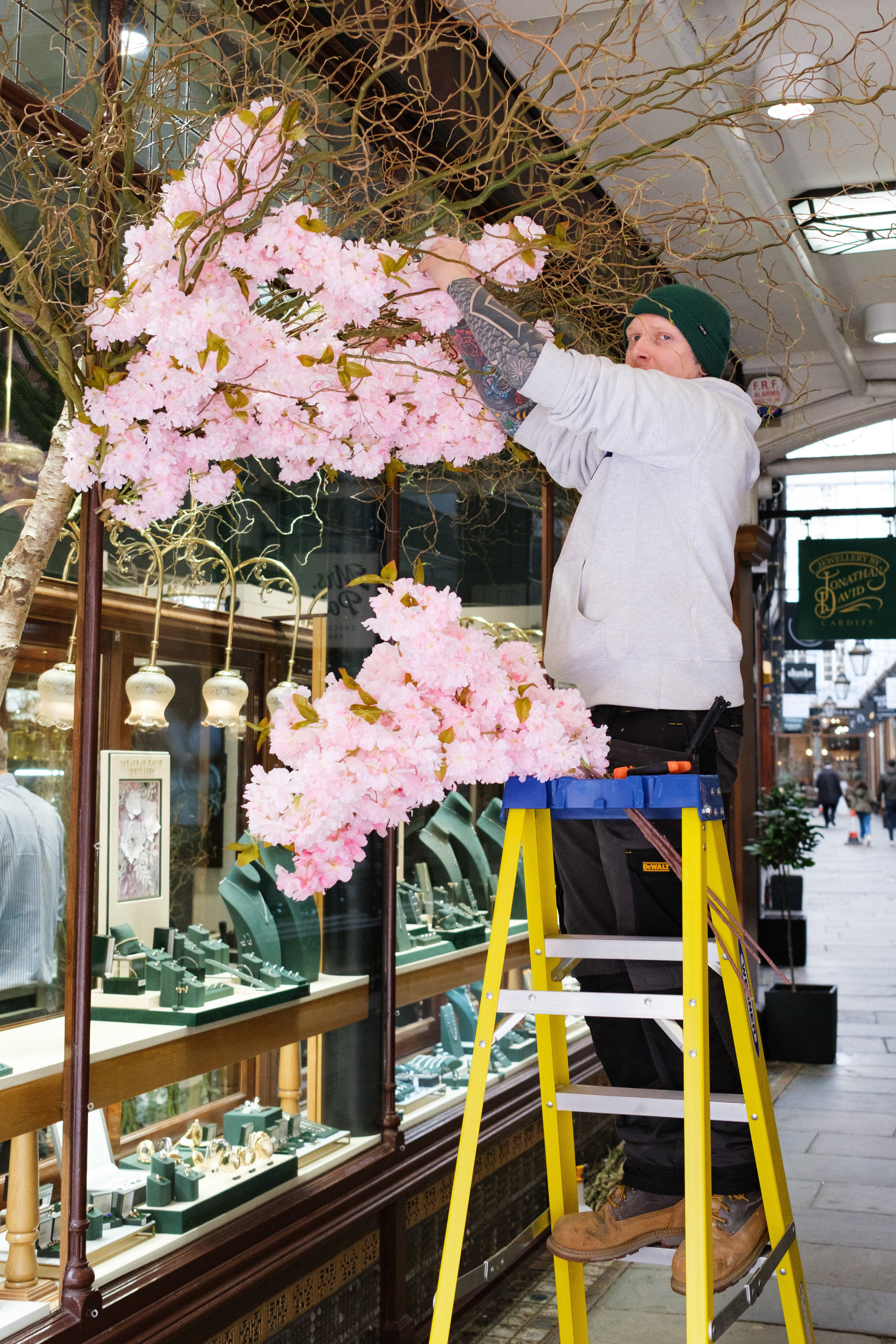 A photo of a person standing on a step ladder installing a pink-flowered tree onto the facade of a shop window.
