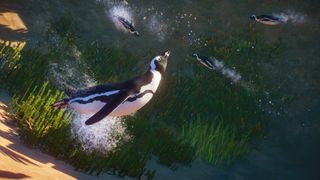 Screenshot from Planet Zoo showing a penguin swimming