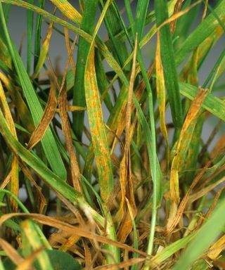 Leaf rust causing grass to turn yellow