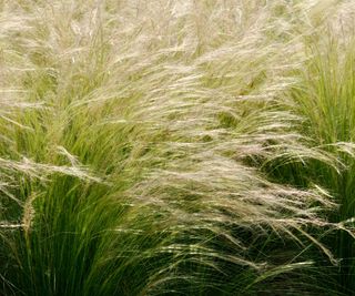stipa tenuissima thriving in fall container display
