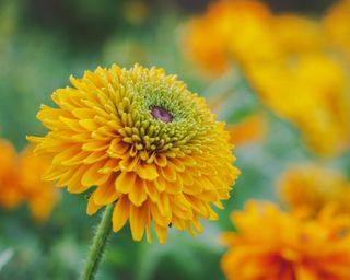 Rudbeckia Maya black-eyed Susan