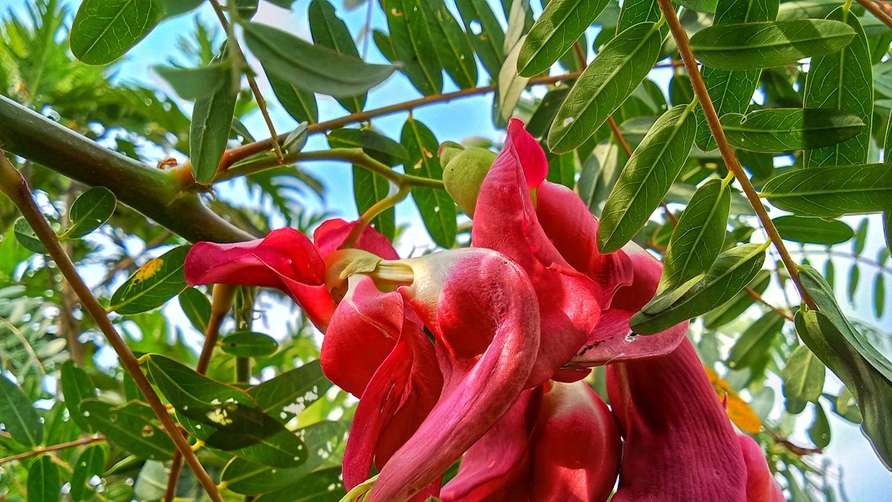 Red blooms of the hummingbird tree in a garden