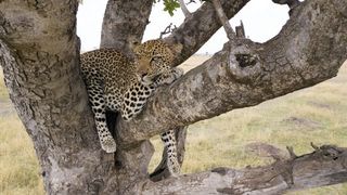 BBC Serengeti, leopard relaxing