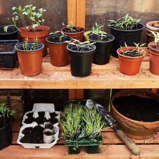 Seedlings growing in pots in tray on wooden shelf in greenhouse