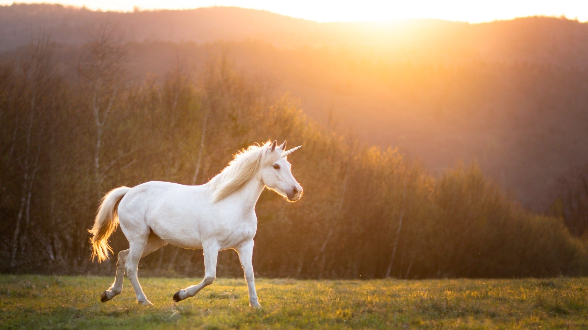 What's the origin of the unicorn myth? Live Science