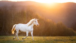 White unicorn running free through a grassy meadow at sunset. Anna Orsulakova via Getty Images.
