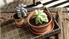 Places to never grow succulents
