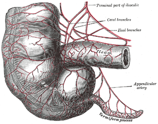 Lithograph of an appendix from Gray's Anatomy.