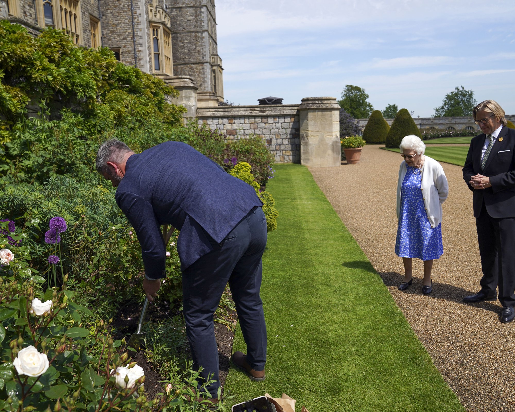 Duke of Edinburgh rose