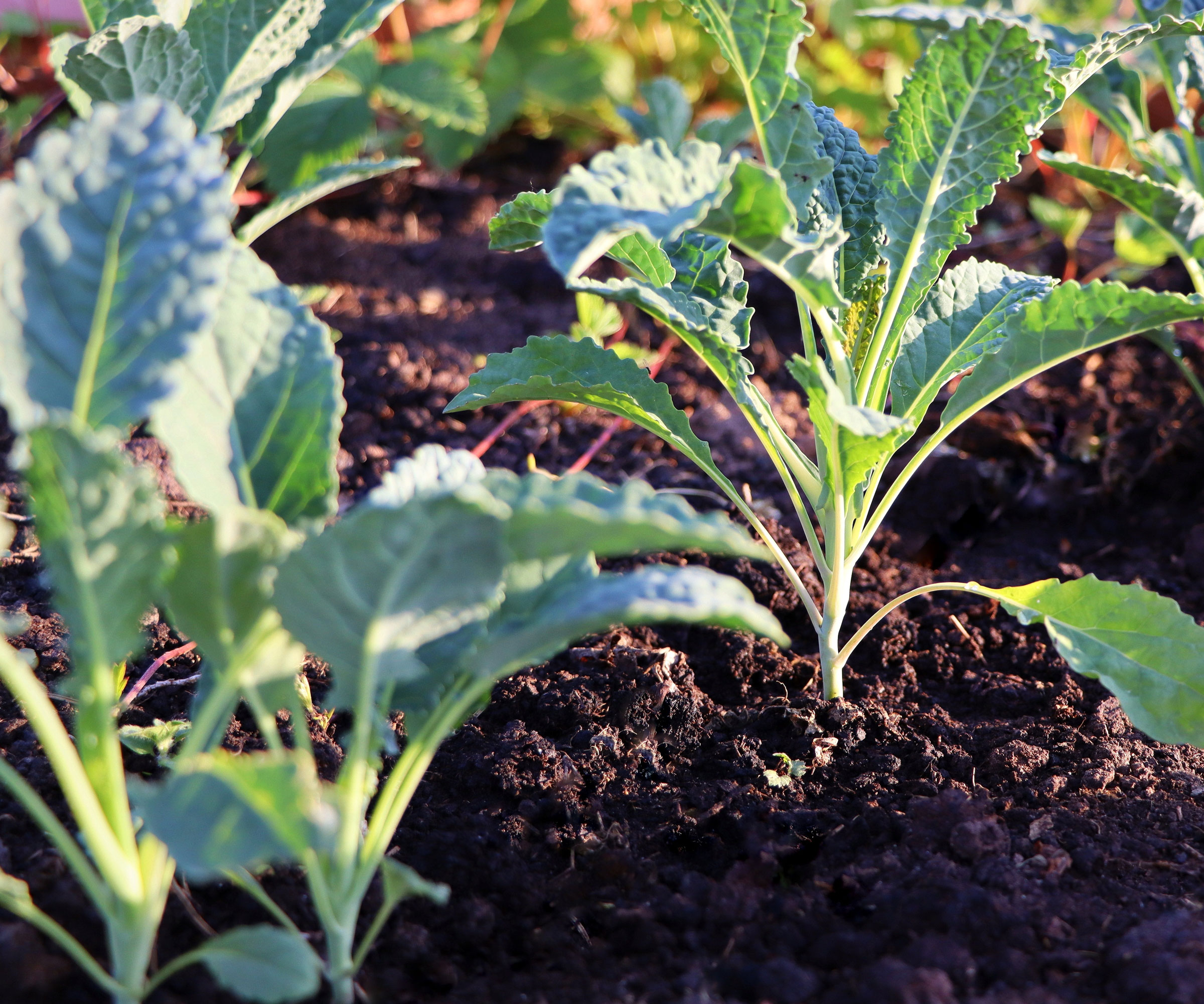 young kale plants growing in garden bed