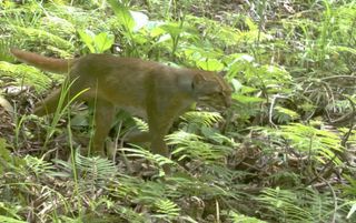 The bay cat, or Bornean marble cat, has only been recorded on video a handful of times before and was only first photographed in 2003.