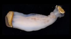 rock-eating shipworm