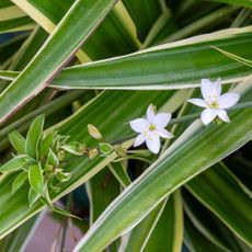 spider plant showing white flowers and baby spider plant