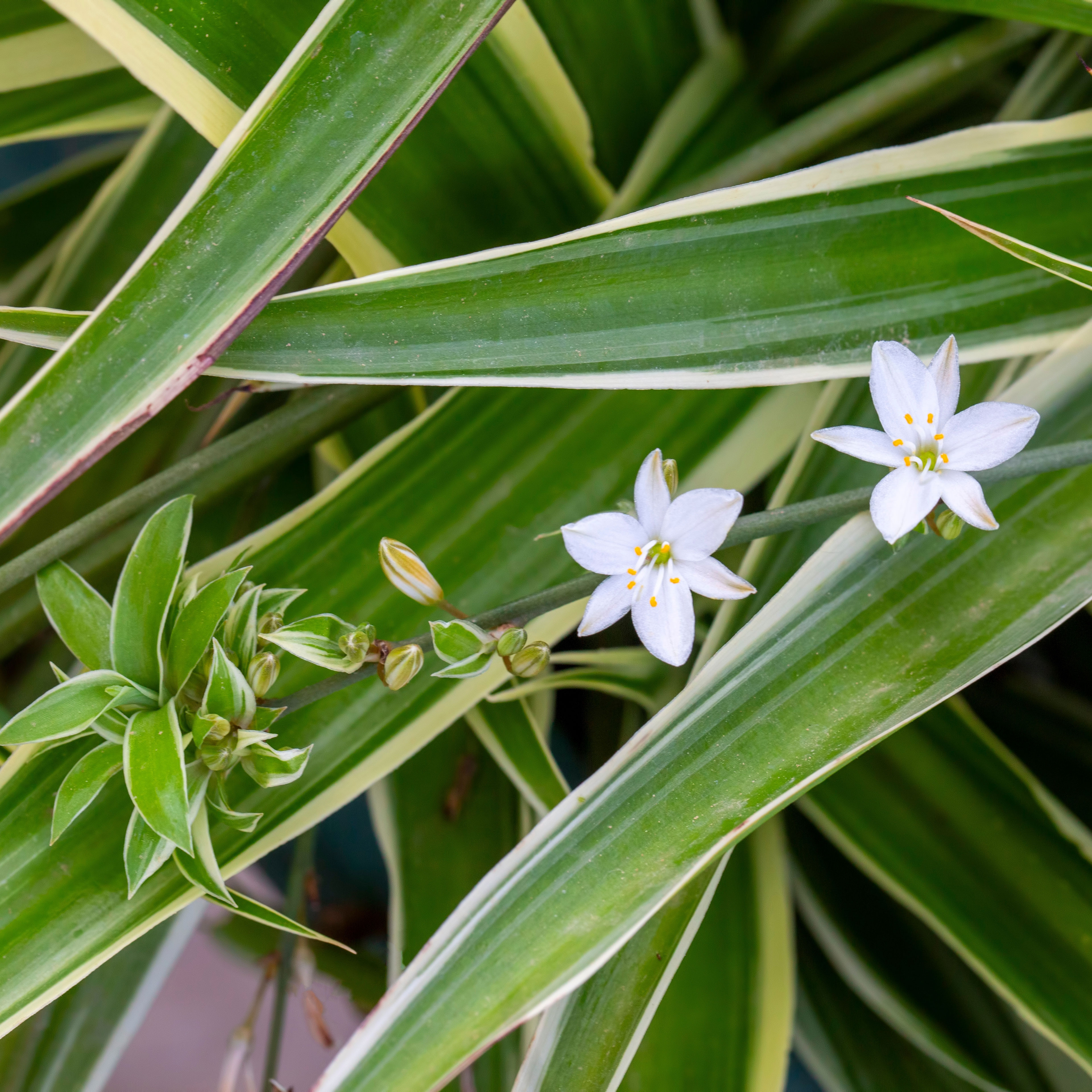 spider plant showing white flowers and baby spider plant