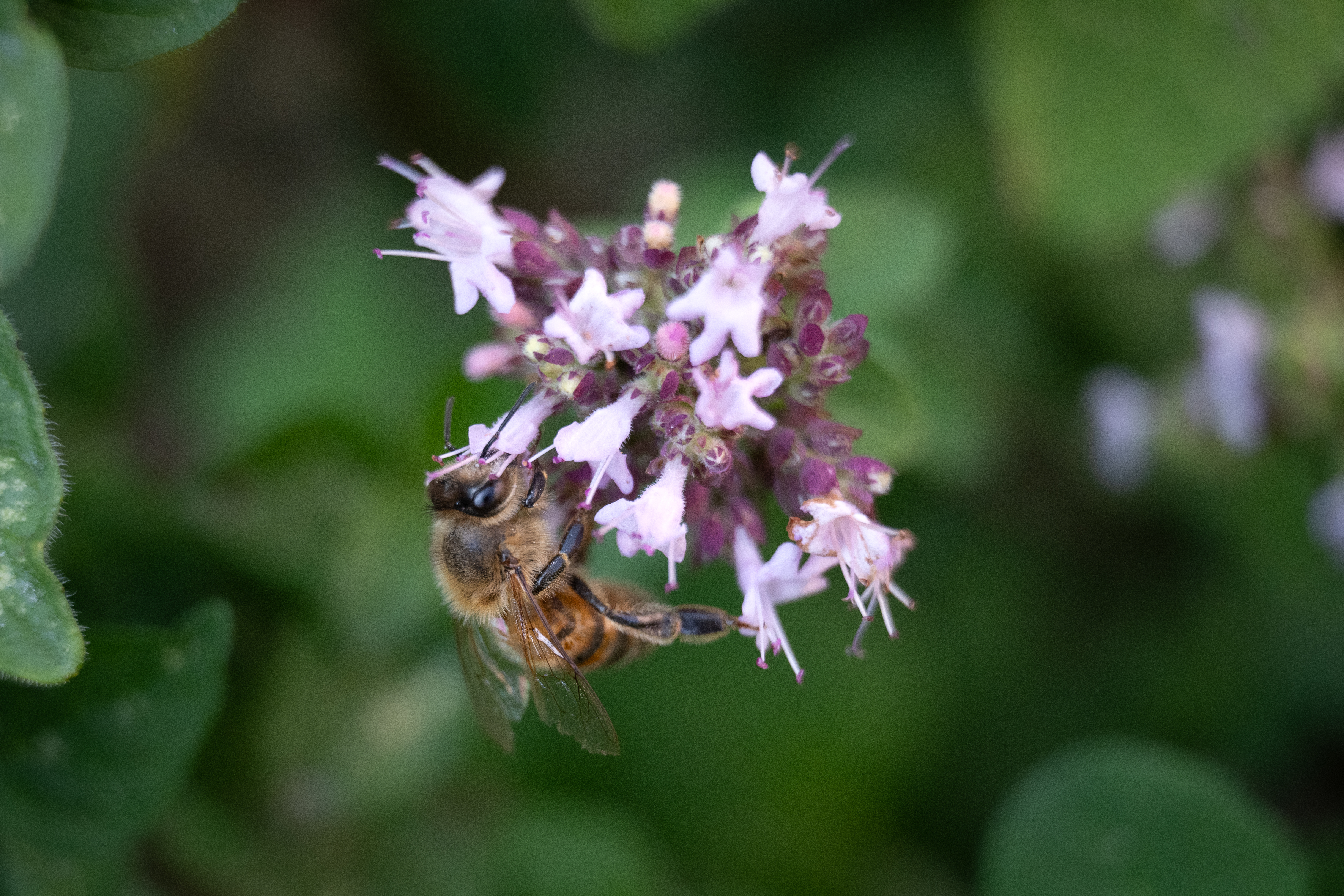 bee on a pink flower