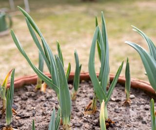 garlic growing in container