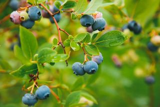 A close-up of blueberries on a branch