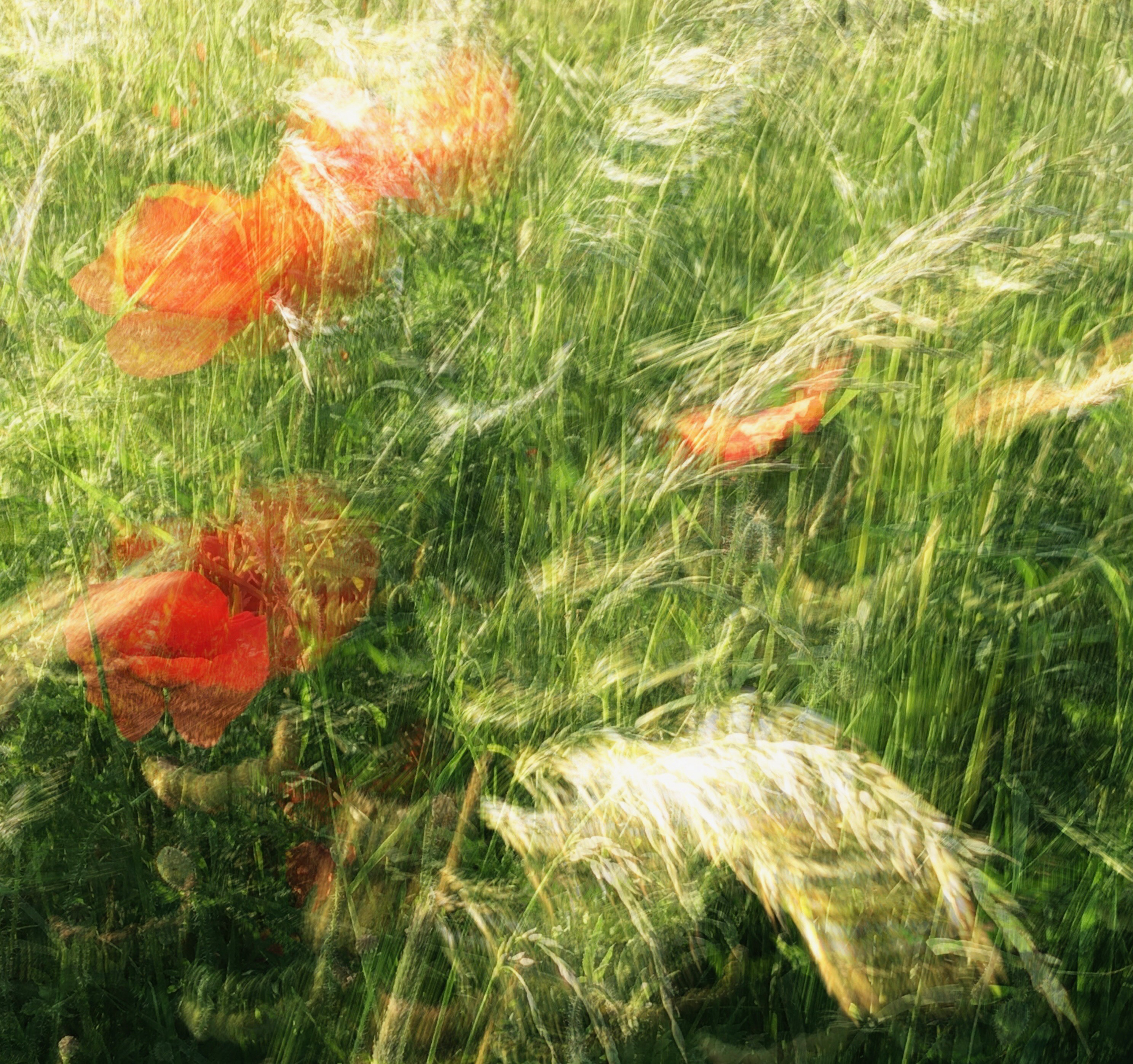 An example of an Intentional Camera Movement photo of some flowers