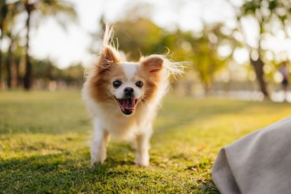 chihuahua dog