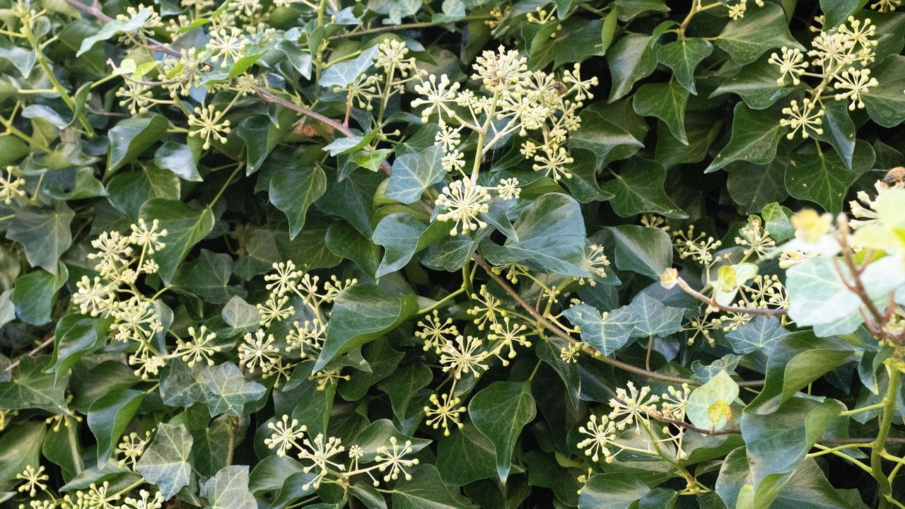 English ivy in bloom