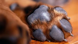 Dog paw