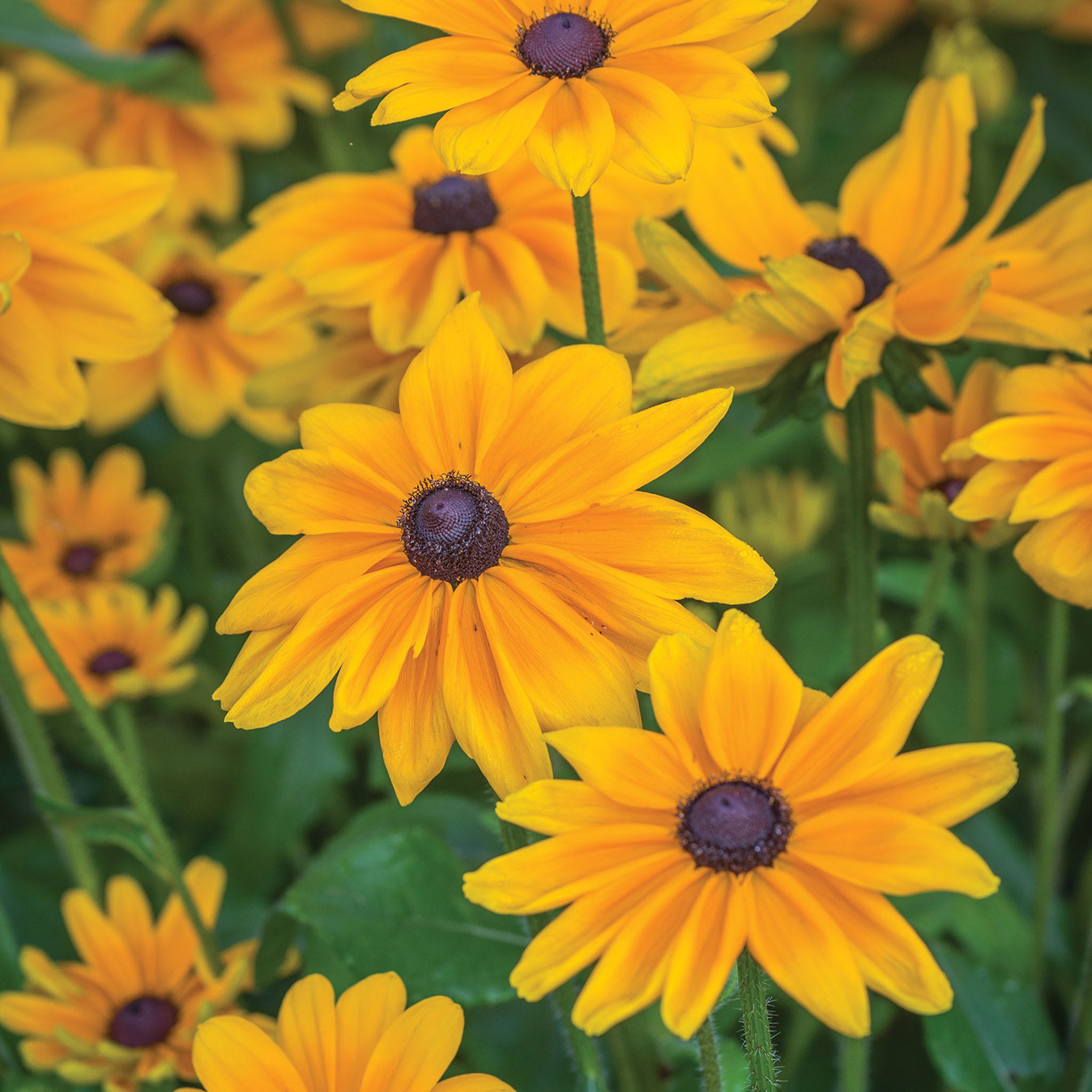 Indian Summer Rudbeckia Seeds