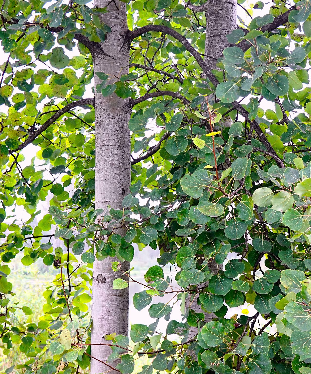 Quaking aspen care and growing guide Homes & Gardens